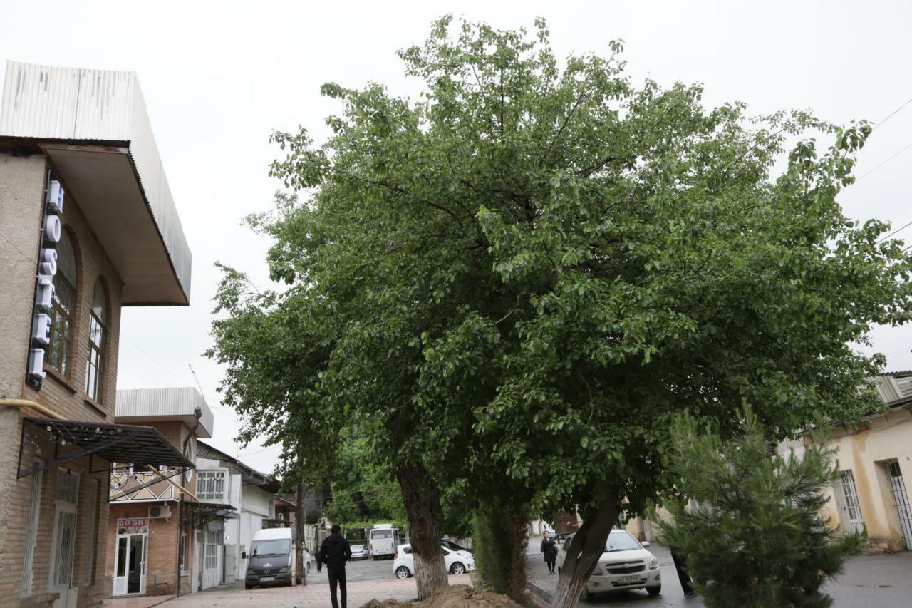 Gulsara Hostel Samarcanda Exterior foto